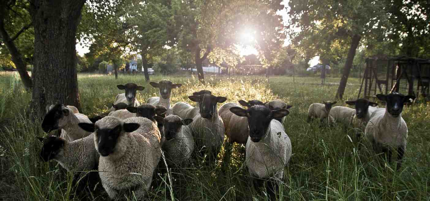 Psalm 23