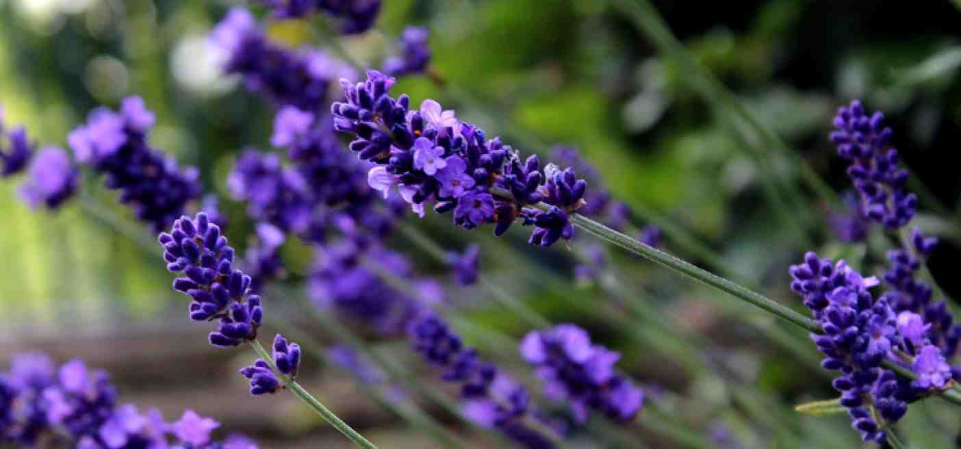 Lavendel