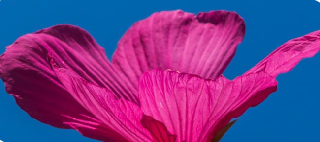 Hibiskusblüten