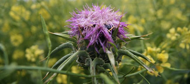 Mariendistel