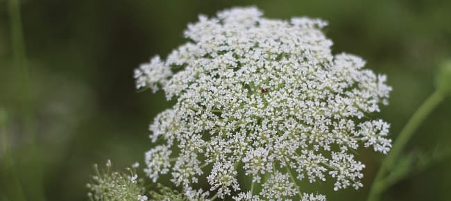 Wilder Fenchel