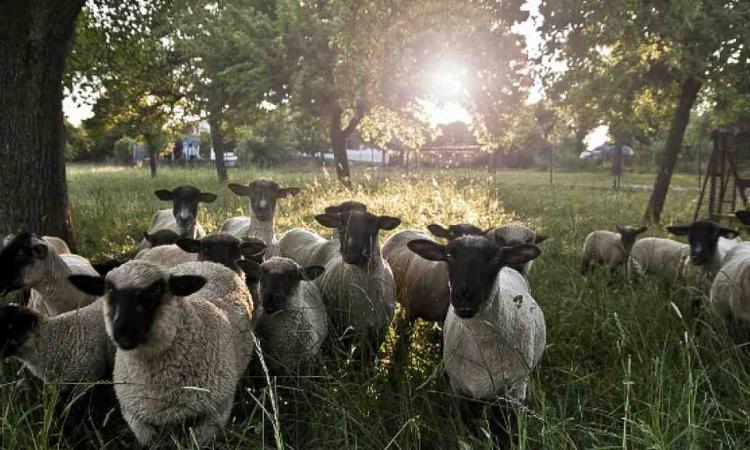 Psalm 23