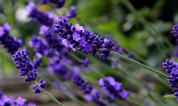 Lavendel
